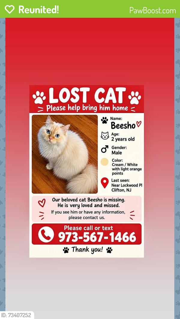 Reunited Male Cat last seen allwood rd, Clifton, NJ 07012