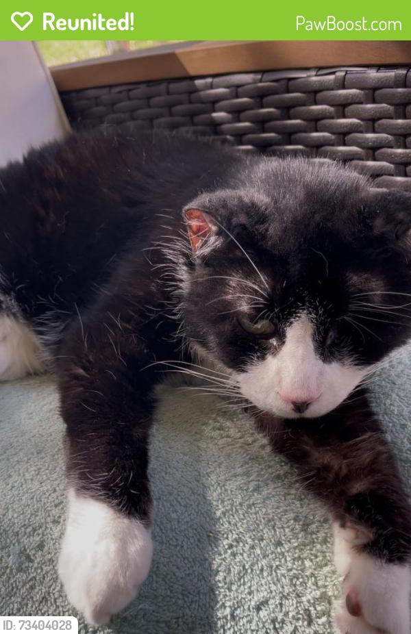 Reunited Male Cat last seen Near Biscayne Ct, New Port Richey, FL 34652, New Port Richey, FL 34652