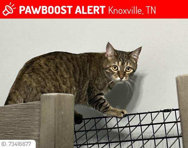 Lost Female Cat last seen Near western Ave, Knoxville, TN 37921