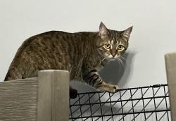 Lost Female Cat last seen Near western Ave, Knoxville, TN 37921