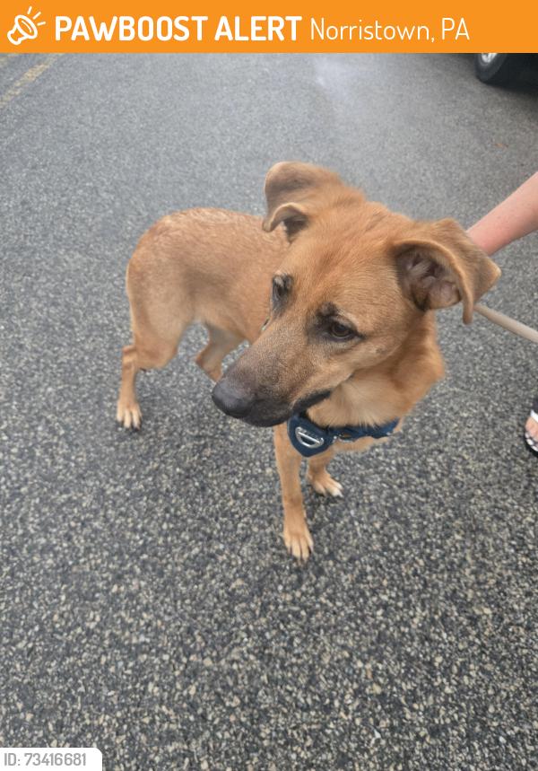 Found/Stray Female Dog last seen Hamilton and Tyler, Norristown, PA 19401