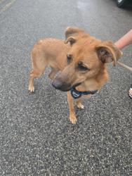 Found/Stray Female Dog last seen Hamilton and Tyler, Norristown, PA 19401