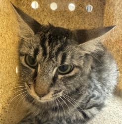 Shelter Stray Female Cat last seen Foster Ave. / Gilchrist, City of College Station, TX, 5359 Leonard Rd, Bryan, TX 77807, USA