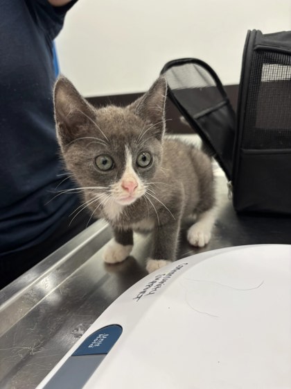 Shelter Stray Male Cat last seen Near Joseph E Lowry Blvd, Atlanta, GA, 1251 Fulton Industrial Blvd NW, Atlanta, GA 30336, USA