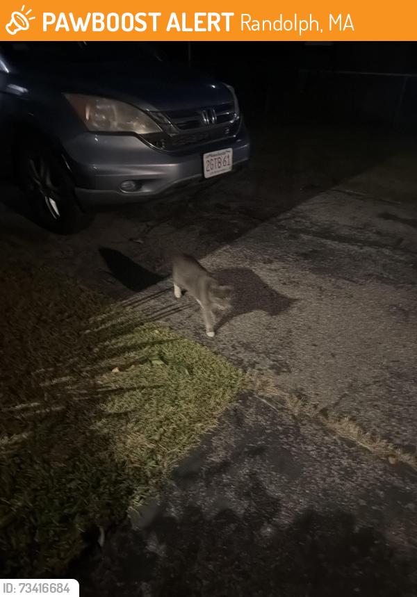 Found/Stray Unknown Cat last seen Near Selwyn rd, Randolph, MA 02368