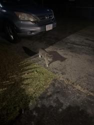 Found/Stray Unknown Cat last seen Near Selwyn rd, Randolph, MA 02368