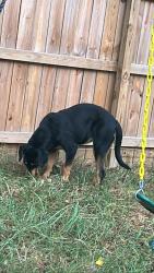Found/Stray Female Dog last seen Not far from munk park, Farmville, NC 27828