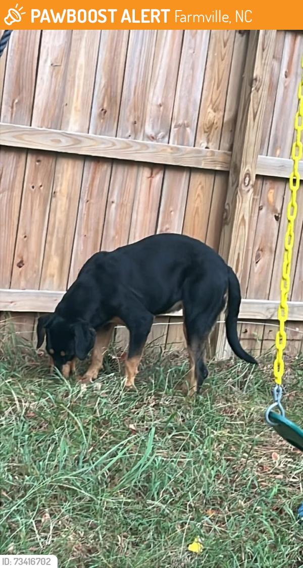 Found/Stray Female Dog last seen Not far from munk park, Farmville, NC 27828
