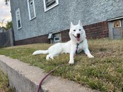 Lost Female Dog last seen Near th and lake st, Minneapolis, MN 55406