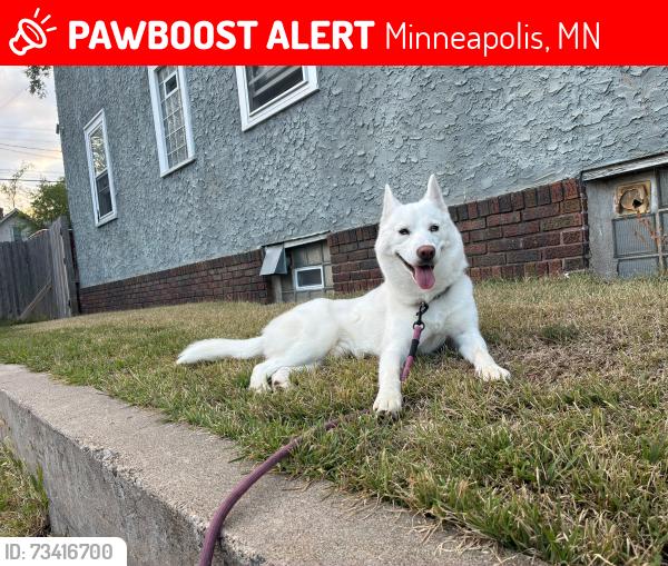 Lost Female Dog last seen Near th and lake st, Minneapolis, MN 55406