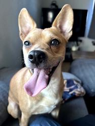 Reunited Male Dog last seen Clayton College area, Denver, CO 80205