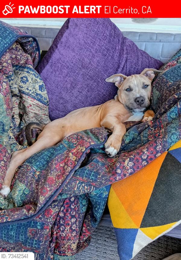 Lost Male Dog last seen Schmidt lane and San Pablo ave, El Cerrito, CA 94530