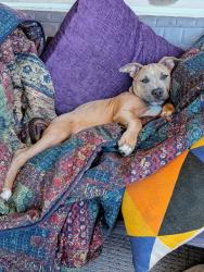 Lost Male Dog last seen Schmidt lane and San Pablo ave, El Cerrito, CA 94530