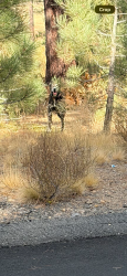 Found/Stray Unknown Dog last seen Lahontan dr and showshoe thompson, Placer County, CA 96161