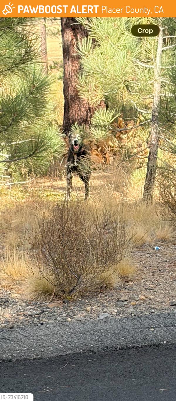 Found/Stray Unknown Dog last seen Lahontan dr and showshoe thompson, Placer County, CA 96161