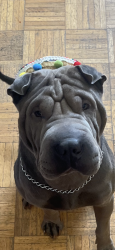 Reunited Male Dog last seen Near S Burlingame Dr West Valley City Utah 84120, Salt Lake City, UT 84120