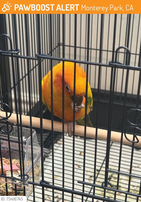 Found/Stray Unknown Bird last seen Corner of sunnyslope and brightwood, Monterey Park, CA 91755