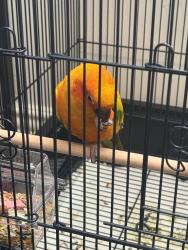 Found/Stray Unknown Bird last seen Corner of sunnyslope and brightwood, Monterey Park, CA 91755