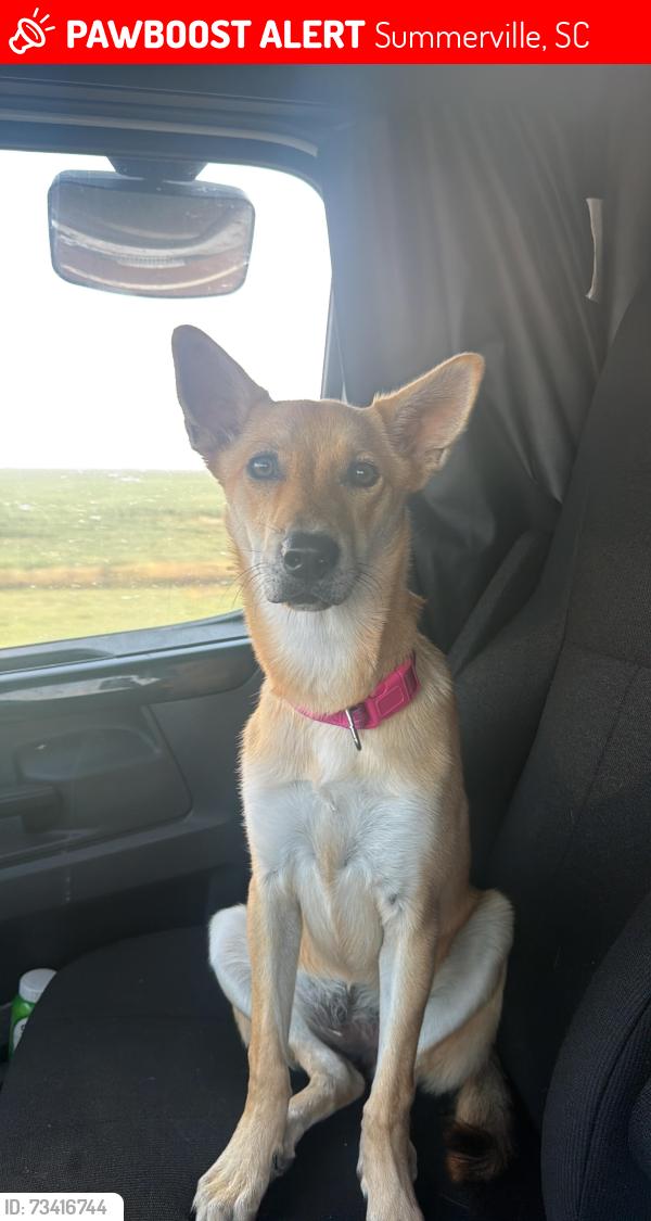 Lost Female Dog last seen Old trolley road, Summerville, SC 29485