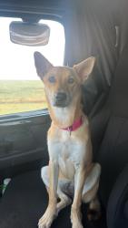 Lost Female Dog last seen Old trolley road, Summerville, SC 29485