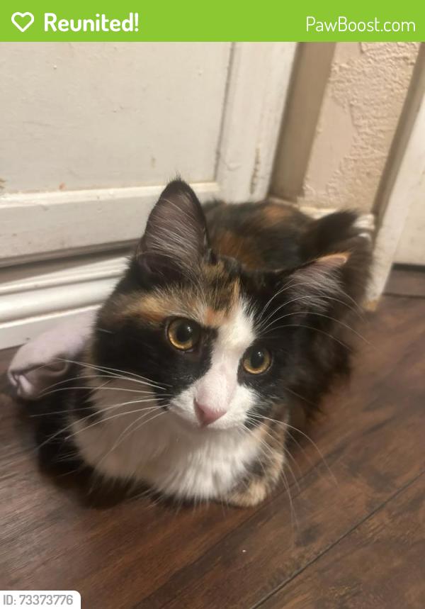 Reunited Female Cat last seen Medical Center, San Bernardino, CA 92411