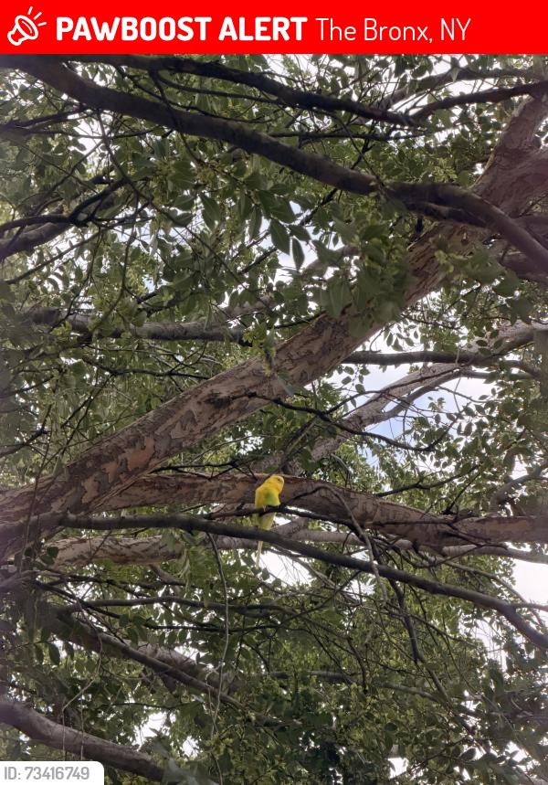 Lost Male Bird last seen Wheeler Avenue and Bruckner Blvd, The Bronx, NY 10472