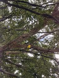 Lost Male Bird last seen Wheeler Avenue and Bruckner Blvd, The Bronx, NY 10472