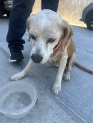 Reunited Unknown Dog last seen Fifth Ave, Chula Vista, CA, USA, Chula Vista, CA 91910