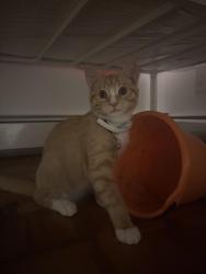 Lost Male Cat last seen Manursing Ave, Kelly’s pub, Rye, NY 10580