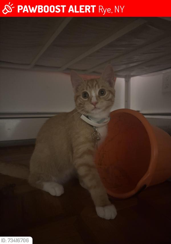 Lost Male Cat last seen Manursing Ave, Kelly’s pub, Rye, NY 10580
