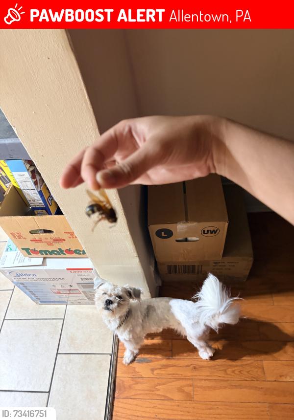 Lost Female Dog last seen By cuchifrito, Allentown, PA 18102