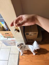 Lost Female Dog last seen By cuchifrito, Allentown, PA 18102
