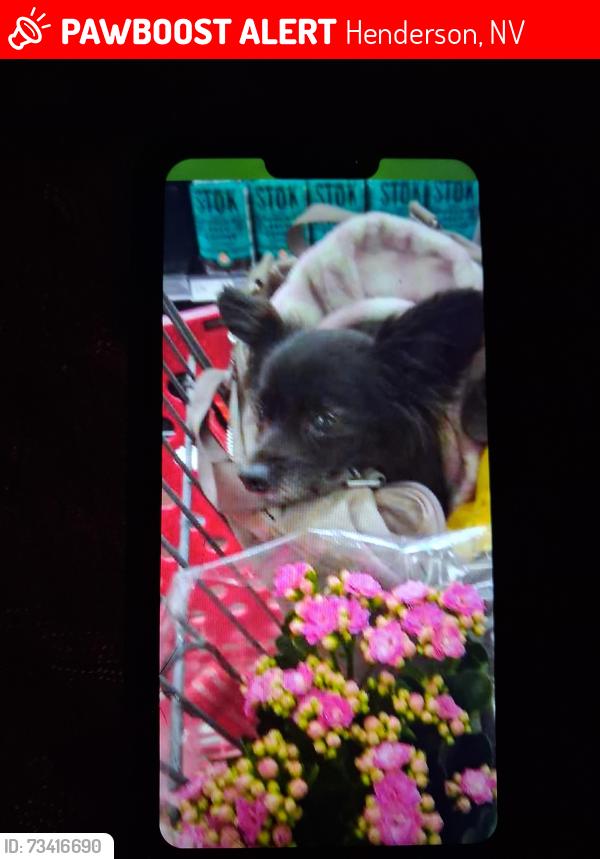 Lost Female Cat last seen Sunset rd & green valley pkwy, Henderson, NV 89011