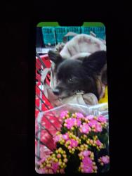 Lost Female Cat last seen Sunset rd & green valley pkwy, Henderson, NV 89011