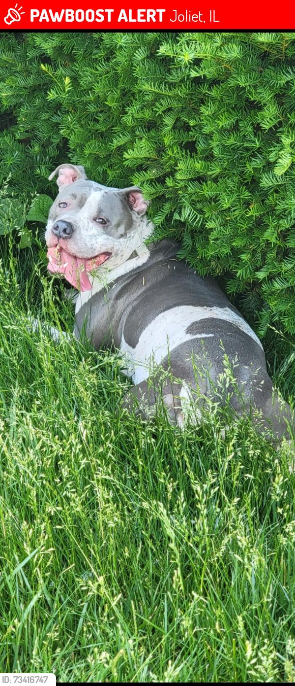 Lost Female Dog last seen Raynor Ave, Joliet, IL 60435