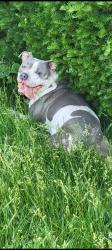 Lost Female Dog last seen Raynor Ave, Joliet, IL 60435