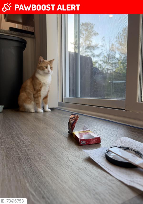 Lost Male Cat last seen Calks Ferry, Lexington County, SC 29072