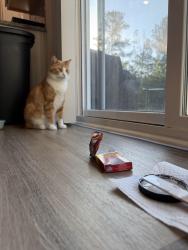 Lost Male Cat last seen Calks Ferry, Lexington County, SC 29072