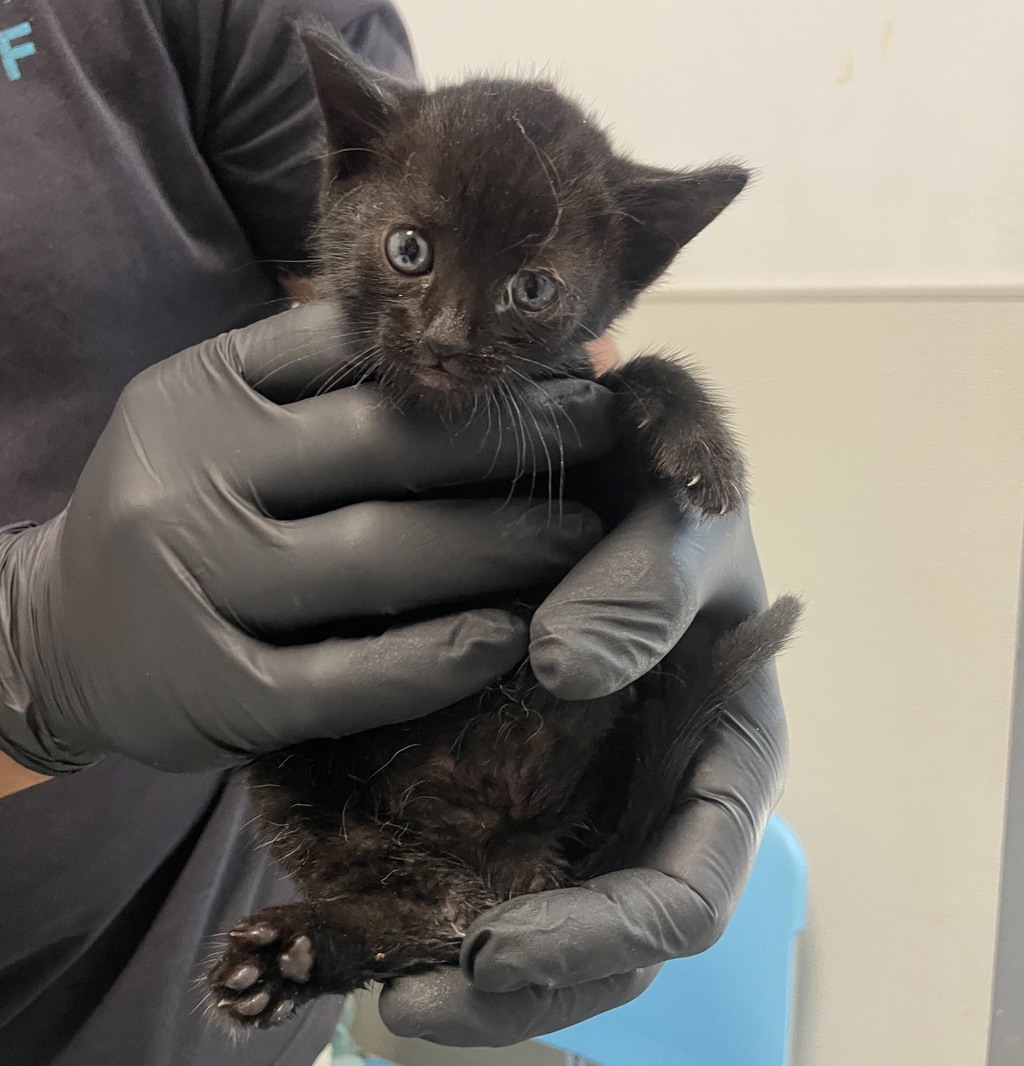 Shelter Stray Female Cat last seen Near 35th Street, San Diego, CA, 92102, 5500 Gaines St, San Diego, CA 92110, USA