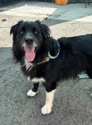 Shelter Stray Male Dog last seen Near Polk Avenue, San Diego, CA, 92104, 5500 Gaines St, San Diego, CA 92110, USA