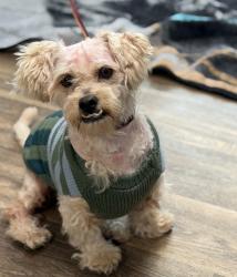 Shelter Stray Male Dog last seen 45th Street, San Diego, CA, 92105, 5500 Gaines St, San Diego, CA 92110, USA
