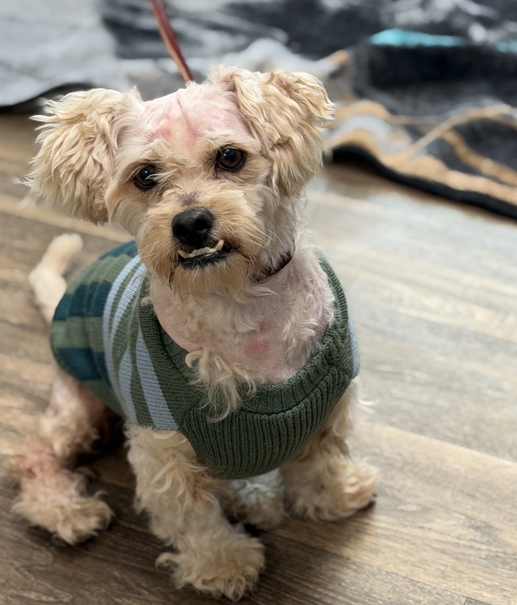 Shelter Stray Male Dog last seen 45th Street, San Diego, CA, 92105, 5500 Gaines St, San Diego, CA 92110, USA