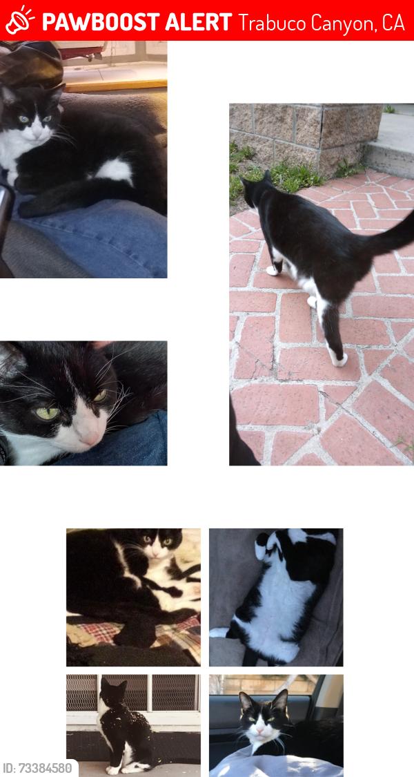 Lost Male Cat last seen Canyon Feed and Tack, Post Office, across the street from O'Neill campgrounds., Trabuco Canyon, CA 92679