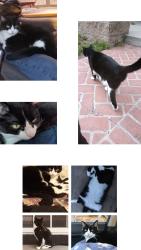 Lost Male Cat last seen Canyon Feed and Tack, Post Office, across the street from O'Neill campgrounds., Trabuco Canyon, CA 92679