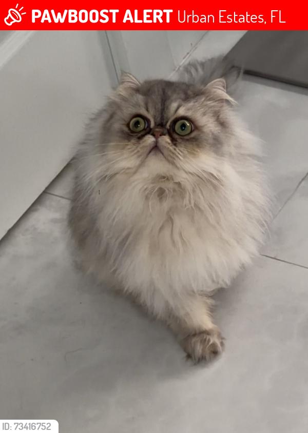Lost Male Cat last seen Sycamore Dr 34119, Urban Estates, FL 34119