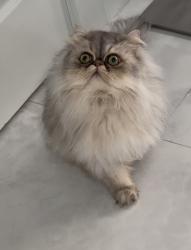 Lost Male Cat last seen Sycamore Dr 34119, Urban Estates, FL 34119