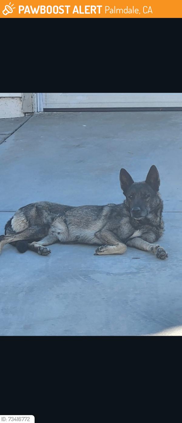 Found/Stray Unknown Dog last seen 47th & S, Palmdale, CA 93552
