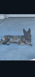 Found/Stray Unknown Dog last seen 47th & S, Palmdale, CA 93552