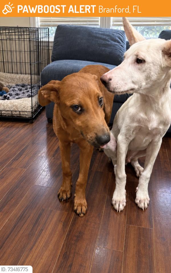 Found/Stray Male Dog last seen Branford Florida, Branford, FL 32008