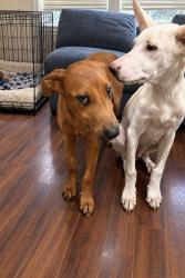 Found/Stray Male Dog last seen Branford Florida, Branford, FL 32008